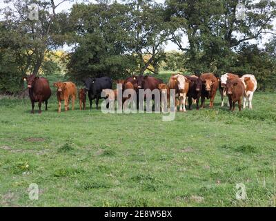 A large mixed herd of cattle and calves stand in a meadow. Stock Photo