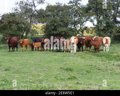 A large mixed herd of cattle and calves stand in a meadow. Stock Photo