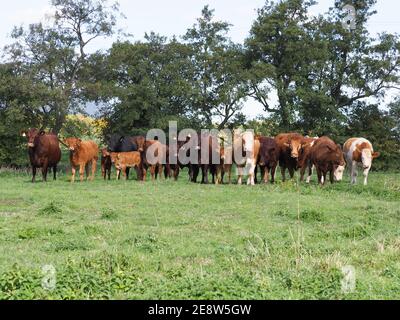 A large mixed herd of cattle and calves stand in a meadow. Stock Photo