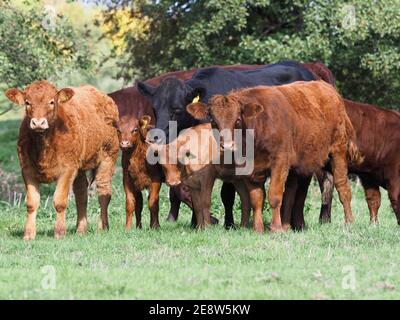 A large mixed herd of cattle and calves stand in a meadow. Stock Photo