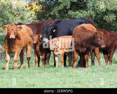 A large mixed herd of cattle and calves stand in a meadow. Stock Photo