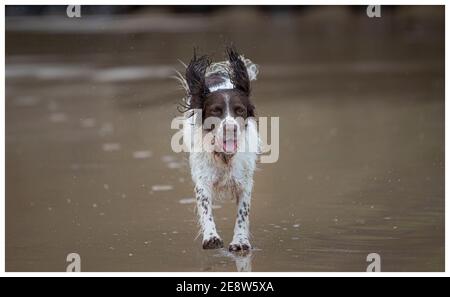 English Springer Spaniel on beach Stock Photo