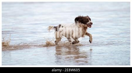 English Springer Spaniel on beach Stock Photo