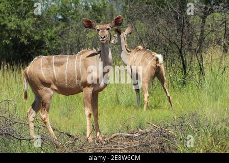 Kudu awe standing on the ground. Stock Photo