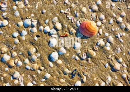 Sea shells on sandy beach in Rimini, Italy Stock Photo