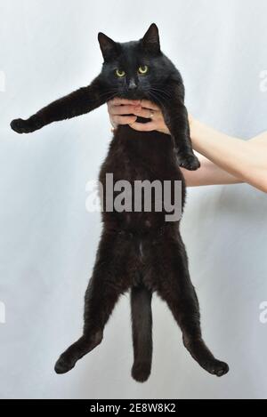 Funny black domestic cat with a big belly Stock Photo