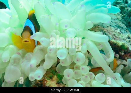 Amphiprion bicinctus, red sea anemonefish, red sea clownfish, Rotmeer-Anemonenfisch, Utopia Beach, Red Sea, Egypt, Rotes Meer, Ägypten Stock Photo