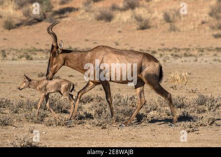 Red hartebeest (Alcelaphus buselaphus caama) with young, Kgalagadi transfrontier park, South Africa Stock Photo