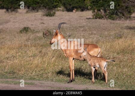 Jackson's hartebeest (Alcelaphus buselaphus lelwel) with calf, Ol Pejeta Conservancy, Laikipia, Kenya, Africa Stock Photo