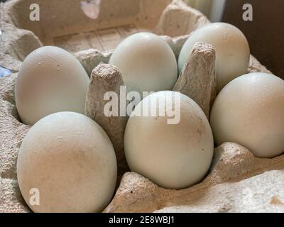 Box of six eggs Stock Photo