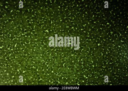 Polystyrene foam close-up. Bubbles Styrofoam texture background. Green background. Stock Photo