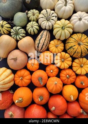 Pumpkins and squashes varieties, colorful autumn food background. Stock Photo