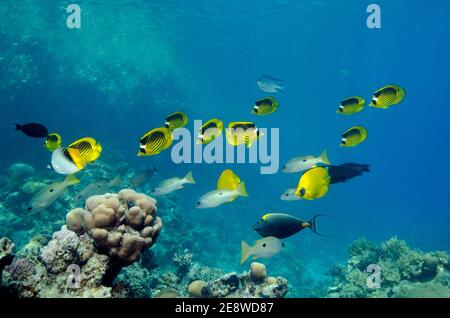 Chaetodon fasciatus, diagonal butterflyfish, Tabak-Falterfisch, Utopia Beach, Red Sea, Egypt, Rotes Meer, Ägypten Stock Photo