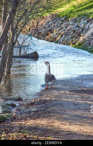 Close-up view of a goose by the river squawking at sunset Stock Photo