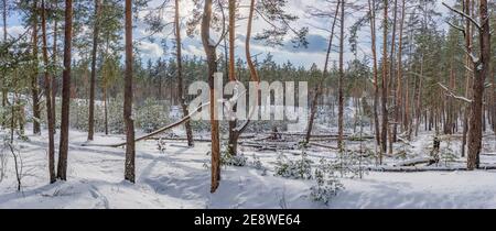 View of the pine forest lit by the sun after the snowfall. Stock Photo