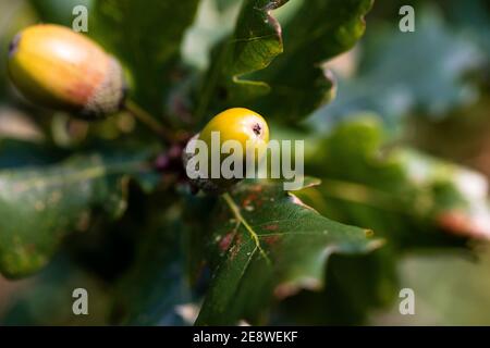 Acorns Stock Photo