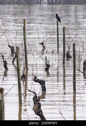 Oestrich Winkel, Germany. 01st Feb, 2021. Washed over by the Rhine's flood waters are the vines that stand near the banks on the edge of the wine village. Credit: Frank Rumpenhorst/dpa/Alamy Live News Stock Photo