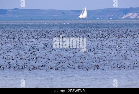 Freest, Germany. 05th Nov, 2020. A sailing ship is underway on the Greifswalder Bodden. Credit: Jens Büttner/dpa-Zentralbild/ZB/dpa/Alamy Live News Stock Photo