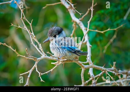 Striped Kingfisher (Halcyon chelicuti) perched on tree branch, Fish River Canyon, Namibia. Stock Photo