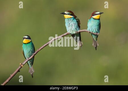 Bienenfresser, Merops apiaster, European bee-eater