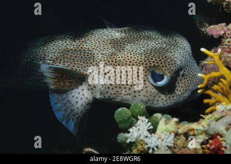 Diodon hystrix, spot-fin porcupinefish, Gepunkteter Igelfisch, Gewöhnlicher Igelfisch, Utopia Beach, Red Sea, Egypt, Rotes Meer, Ägypten Stock Photo