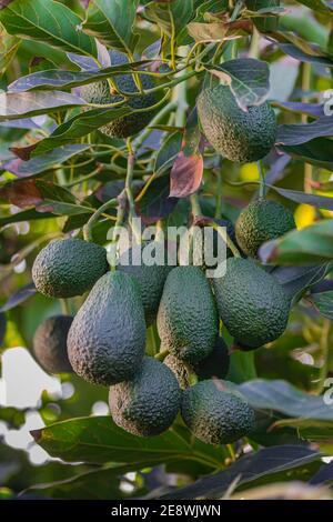 hass avocados, (persea americana), hanging on a tree, ready to harvest Stock Photo