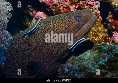 Gymnothorax javanicus, giant moray, Riesenmuräne, Labroides dimidiatus, cleaner wrasse, Gewöhnlicher Putzerfisch, Putzsymbiose Stock Photo