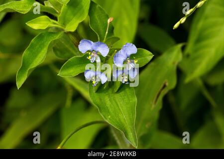 The Commelina, also known as 'Mickey Mouse ears' is a common family with 50 species in East Africa. They are generally scrambling herbs Stock Photo