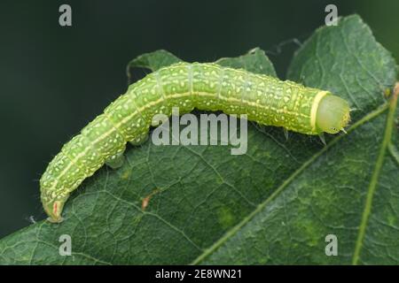 Green silver- lines moth caterpillar (Pseudoips prasinana) crawling on leaf. Tipperary, Ireland Stock Photo