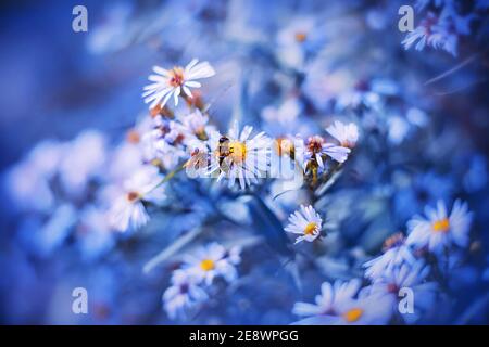 A striped fly, like a bee, landed on a flowering daisy to pollinate the flower. Garden on a summer day. An insect. Stock Photo