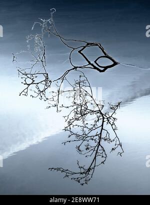 Tree branch in water Stock Photo