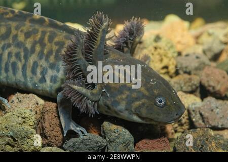 Closeup shot of neotenic Mexican salamander on rocky stones underwat Stock Photo