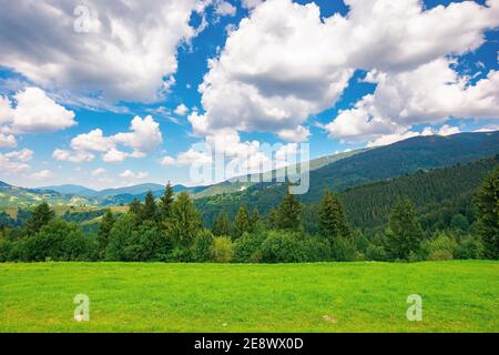 rural landscape in carpathian mountains. summer nature scenery with trees on the meadow. fluffy clouds on the bright blue sky. beautiful view in to th Stock Photo