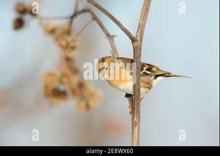 Brambling ( Fringilla montifringilla  ), typical migratory bird, perched on the stem of a burdock, searching for food, seeds, wildlife, Europe. Stock Photo