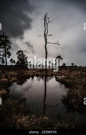 Dead Tree Reflected in Pond Stock Photo