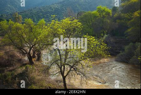Primavera en el río Jándula, Parque Natural Sierra de Andújar, Jaen, Andalucía, España Stock Photo