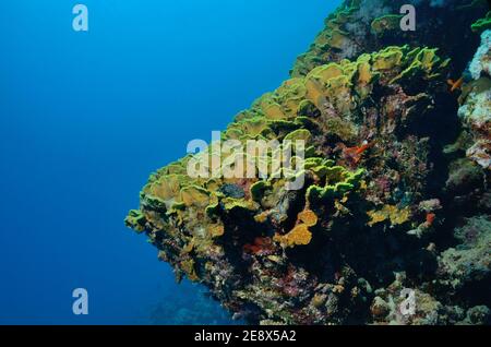 Turbinaria reniformis, yellow scroll coral, Gelbe Salatkoralle, Utopia Beach, Red Sea, Egypt, Rotes Meer, Ägypten Stock Photo