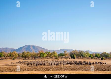 A large herd of Cape Buffalo are seen in Zimbabwe's Mana Pools National Park. Stock Photo