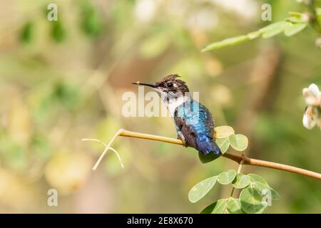 bee hummingbird, Mellisuga helenae, the world's smallest bird, wild adult male perched on grass stem, Zapata, Cuba Stock Photo