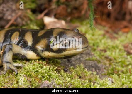 Closeup shot of barred tiger salamander, ambystoma mavortium Stock Photo