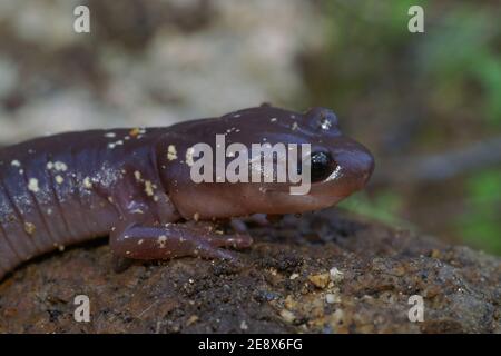 Closeup shot of Aneides lugubris arboreal salamander Stock Photo