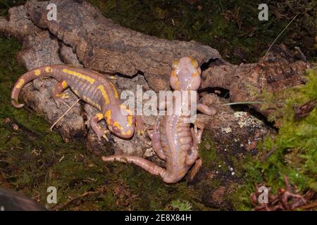 Selective focus shot of two albino European fire salamanders Stock Photo