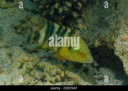 Cheilinus lunulatus, broomtail wrasse, Besenschwanz-Prachtlippfisch, Utopia Beach, Red Sea, Egypt, Rotes Meer, Ägypten, female, Weibchen Stock Photo