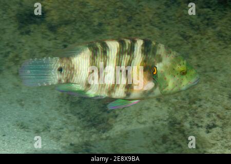 Cheilinus lunulatus, broomtail wrasse, Besenschwanz-Prachtlippfisch, Utopia Beach, Red Sea, Egypt, Rotes Meer, Ägypten, female, Weibchen Stock Photo