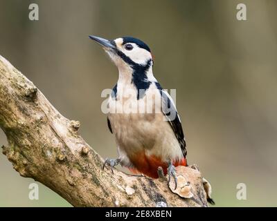 Male great-spotted woodpecker foraging on a cold winters day in mid Wales Stock Photo