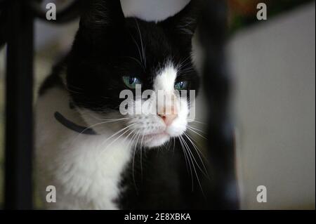 This black and white tom is 15 years old and is a formidable fighter. He is not big and strong, but fast and fierce. Senior cat. Blurred background. Stock Photo