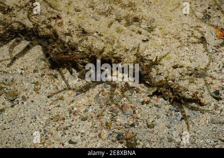 Ophiocoma scolopendrina, brittle star, Riffdach-Schlangenstern, Utopia Beach, Red Sea, Egypt, Rotes Meer, Ägypten Stock Photo