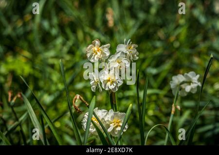 Cluster of white with yellow center mini double daffodils in full bloom in a garden on a sunny day in early spring Stock Photo