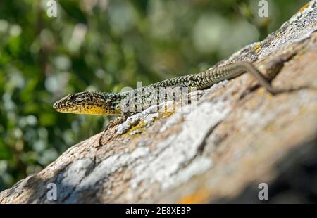 Male of Common wall lizard (Podarcis muralis), Charrat, Valais, Switzerland Stock Photo