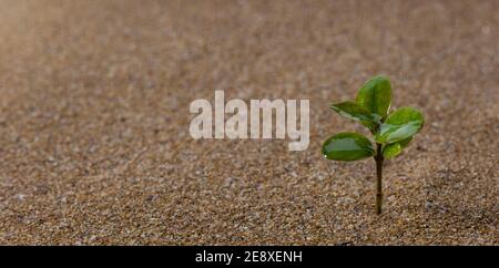 Young tree growing on sand in the rain. Growth and development concept. Stock Photo